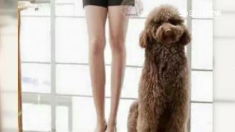 一秒擺脫矮短胖！貴賓犬變身草泥馬
