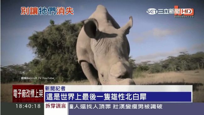 只剩4隻！唯一雄性白犀牛太老難生育
