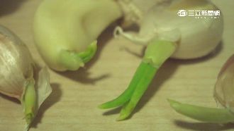 顛覆舊觀念　蒜頭發芽了最營養？！