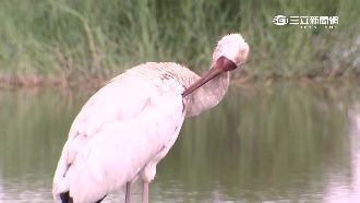 小白鶴慘遭虐　遊客拿拖鞋要牠啄