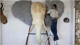動物標本
翻攝每日郵報
http://www.dailymail.co.uk/news/article-3178868/Inside-Namibian-taxidermy-factory-stuffs-6-000-animals-year-trophy-hunters.html