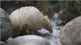 犰狳　圖／達志影像／美聯社