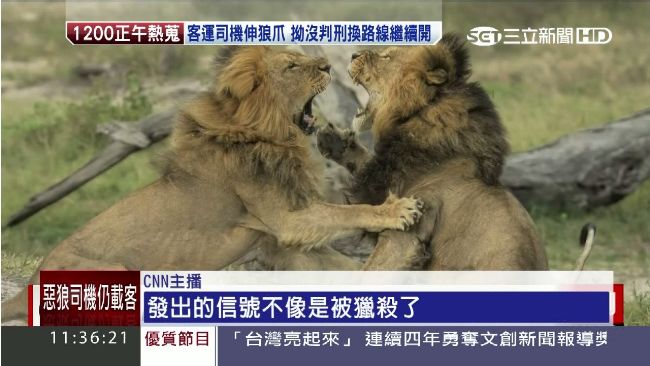 氾濫盜獵！傳辛巴威獅王弟弟也遇害