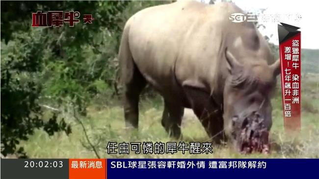 盜獵飆升！2026年南非犀牛將消失