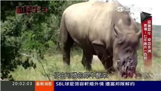 盜獵飆升！2026年南非犀牛將消失