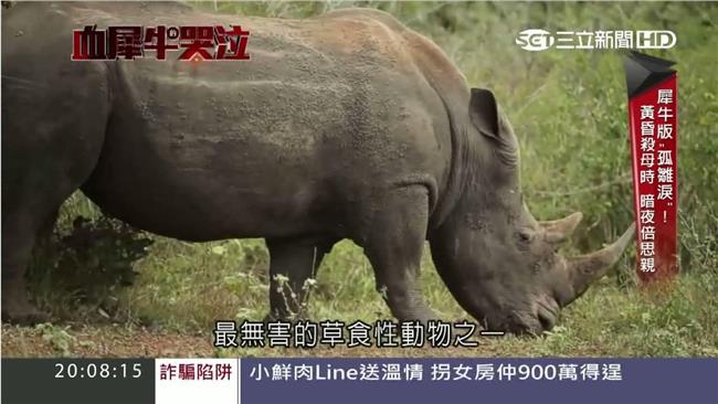 目睹獵人弒母！犀牛寶寶哭喊找媽媽