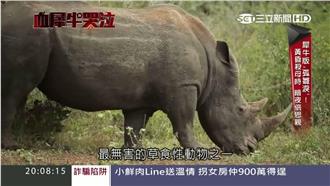目睹獵人弒母！犀牛寶寶哭喊找媽媽