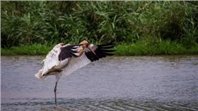 小白鶴　圖／翻攝自《新北市動保處》官網