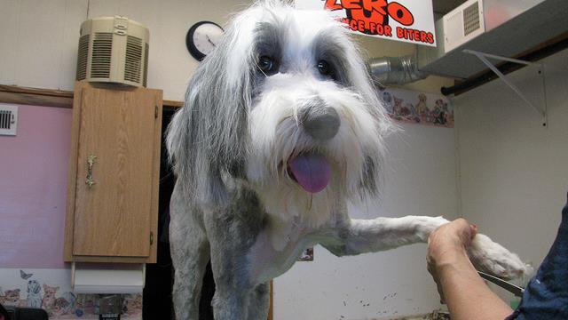 不捨愛犬修趾甲噴血　主人槓上寵物店