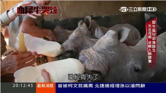 只剩1萬隻！犀牛孤兒院餵養失親寶寶