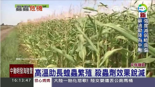 蝗蟲入侵南俄羅斯　心血被啃農民喊苦