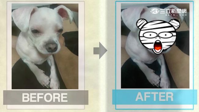 整型瘋？韓星砸20萬送愛犬進廠維修