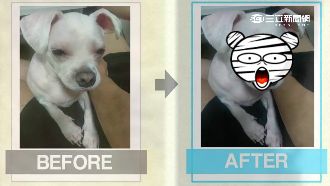 整型瘋？韓星砸20萬送愛犬進廠維修