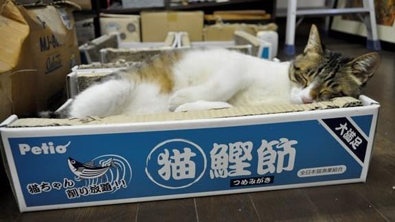 小心貓咪也會中暑！花13萬買幸福感