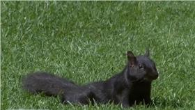 老虎皇家松鼠(截自MLB.COM)