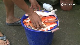 錦鯉女王心淌血！颱風後十萬尾翻肚死