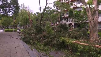 路樹受損4千棵創紀錄！原來是因為…