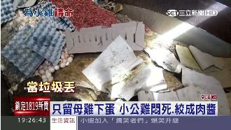 孵化場悲歌！公雞一出生就被絞殺