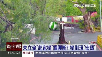 歹兆頭？朱立倫「起家樹」被風掃斷