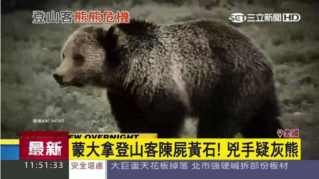 黃石公園灰殺人熊？登山客遺體遭啃咬