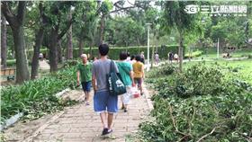 路樹,蘇迪勒,公園,技工,人力▲圖／記者蔡炆璇攝