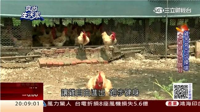 好命雞聽音樂敷泥漿　鮮甜雞汁逗味蕾