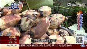 蓮藕／翻攝食尚生活家