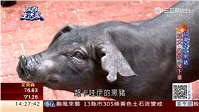 黑豬肉／時尚生活家