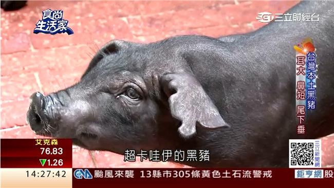 好吃的黑豬肉在屏東！