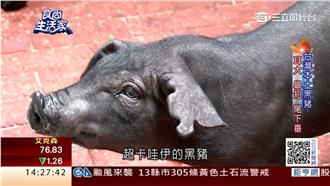 好吃的黑豬肉在屏東！