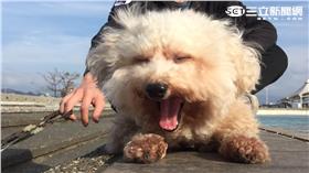 法鬥,貴賓,米克斯,狗,寵物▲圖／記者蔡炆璇攝
