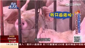 吃海藻的豬！人道養殖口感超Q彈　豬肉更香甜可口