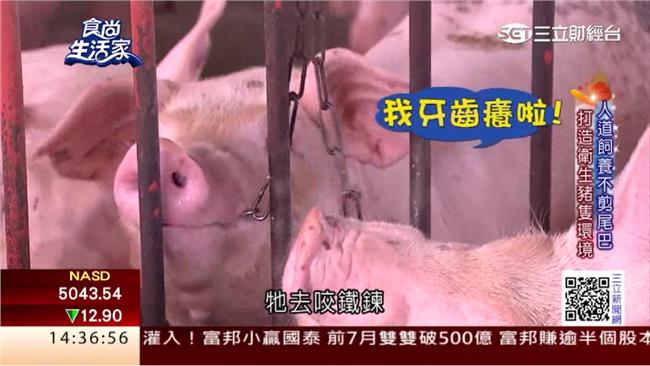 吃海藻的豬！　人道養殖口感超Q彈