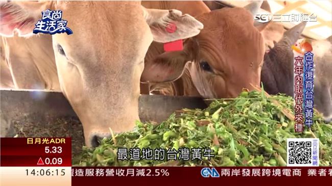 從產地到餐桌　走出台灣黃牛自己的路