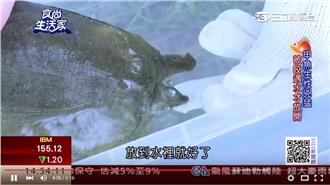 Q彈肌必吃！夏令進補要吃宜蘭野生鱉