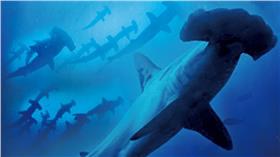 鯊魚,公牛鯊,海生館,絕種,魚翅▲圖／2015國立海洋生物博物館提供