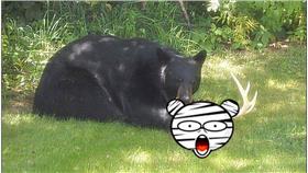 熊、鹿／每日郵報