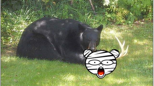 黑熊闖入後花園！獵物的頭被硬生扯下
