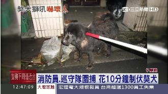 混血獒犬衝出咬翁　路過婦人心臟病發