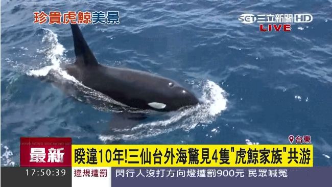 睽違10年！　三仙台外海再現虎鯨