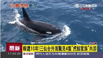 睽違10年！　三仙台外海再現虎鯨