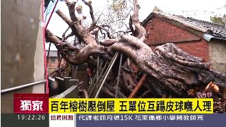 老樹刺穿民宅沒人理　五單位互踢皮球