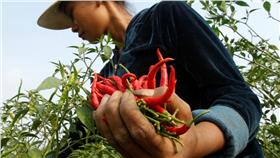 辣椒,吃辣 (達志影像／美聯社)