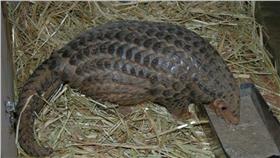 穿山甲（圖／台北市立動物園提供）