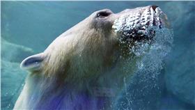 北極熊　圖／達志影像／路透社