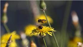 蜜蜂　圖／達志影像／路透社