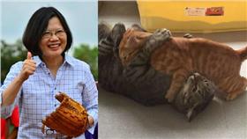  蔡英文,愛貓,蔡想想,蔡阿才,情人（圖／翻攝自蔡英文臉書）