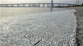 天津、死魚／BBC臉書
https://www.facebook.com/bbcnews/photos/pcb.10153037298132217/10153037282447217/?type=1&permPage=1