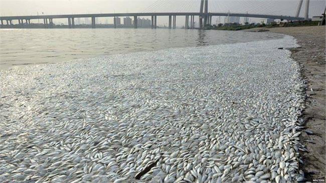 魚群集體暴斃浮海面　天津官方驗無毒