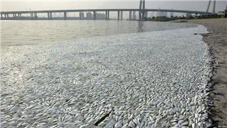魚群集體暴斃浮海面　天津官方驗無毒